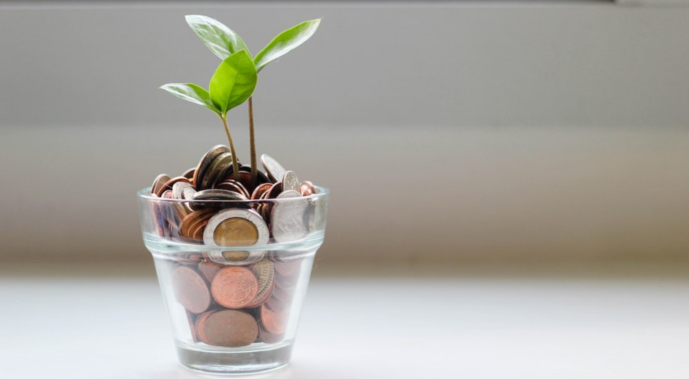 What about Law of Attraction with money? picture of a plant grown from money