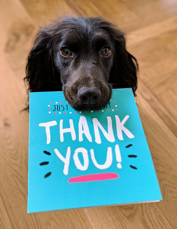 The key to contentment is gratitude - picture of a dog holding a thank you card