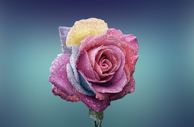 Finding Love Affirmations: a beautiful colorful rose