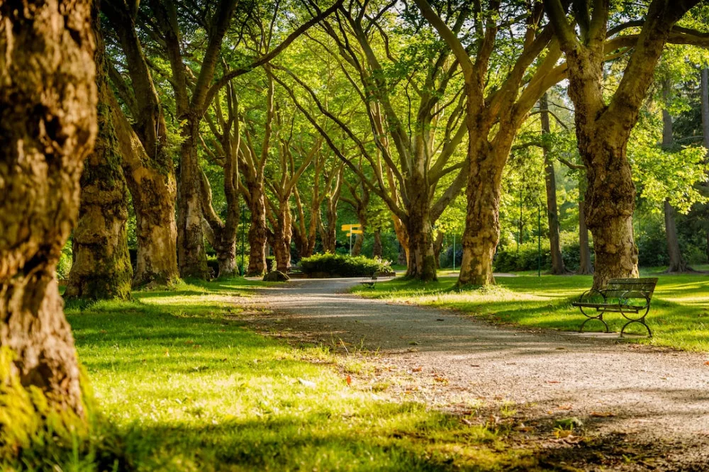 What is a gratitude walk? a beautiful green park