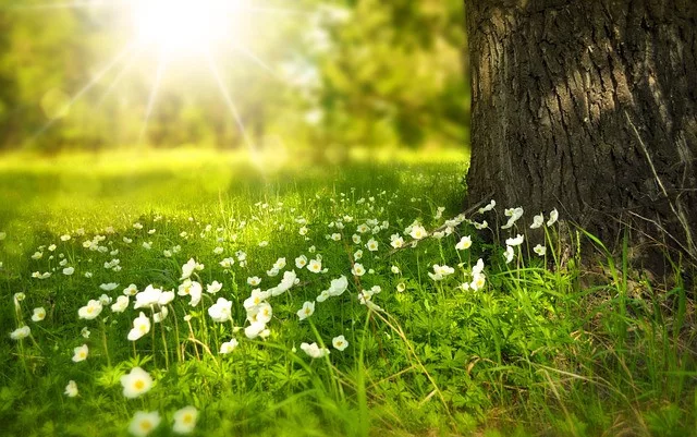 tree hugging benefits: flowers on grass under a tree