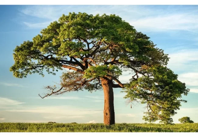 tree hugging benefits: picture of a tall, beautiful tree under sunshine