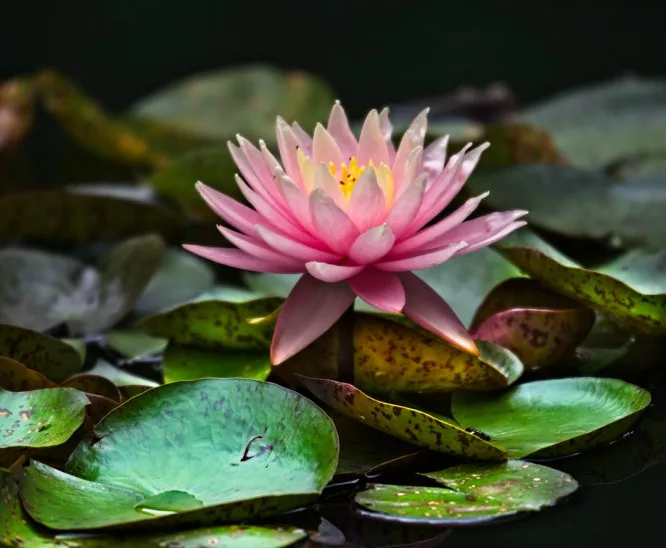 12 signs of spiritual awakening: a blooming lilypad