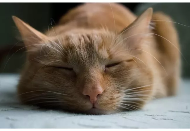 How to get into the flow state of mind: a cat is sleeping