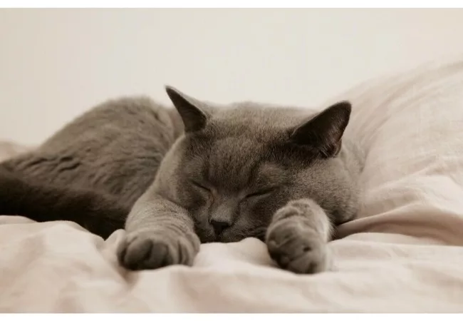 What is the effortless sleep method? a cat is sleeping